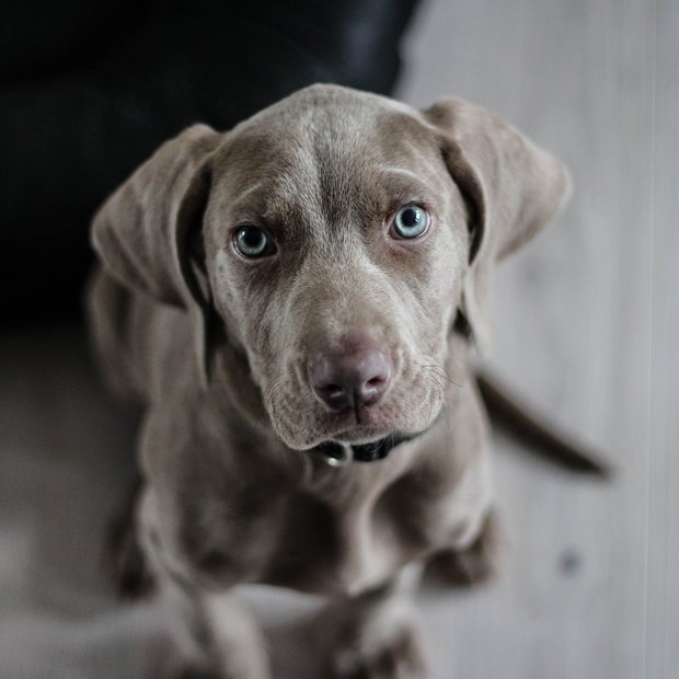 Hunde im La Vista